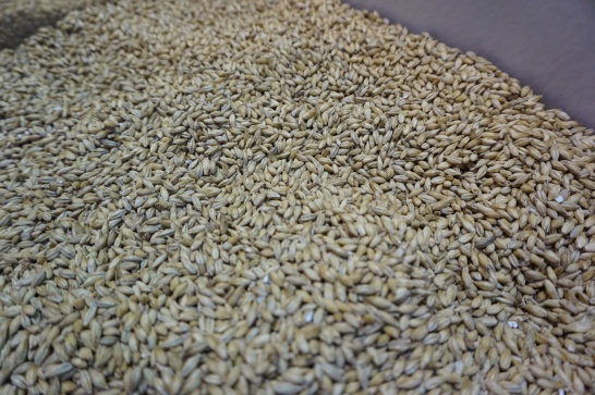 アサヒビール工場見学の実物の大麦