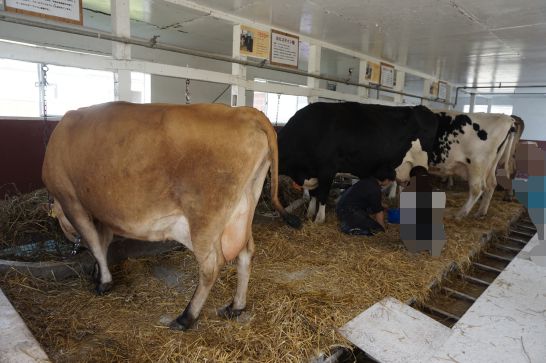 ハイジ牧場の牛の乳搾り体験