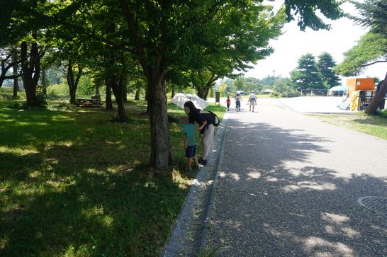 松本アルプス公園の舗装された道と木陰