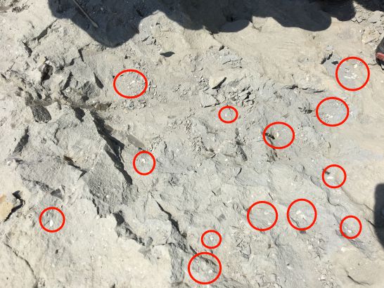 瑞浪市化石博物館の野外学習地の化石採取の化石