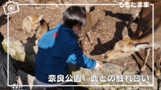 奈良公園（東大寺、鹿せんべい）を幼児と一緒に楽しむ方法、おすすめ散策ルートも紹介